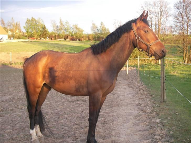 Oldenborg Horsebjerg Twister - har lige fået øje på noget ret så spændende.. billede 16