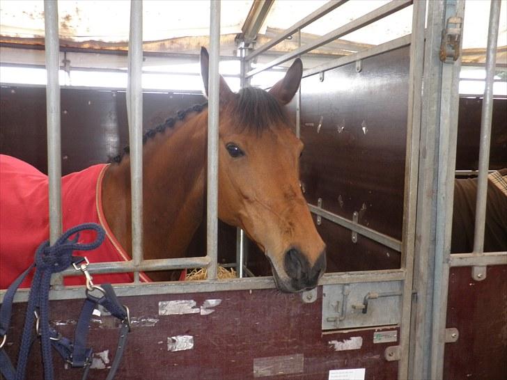 Hollandsk Sportspony Samara  - den dejligste pony på Mors 2010<3<3 billede 1