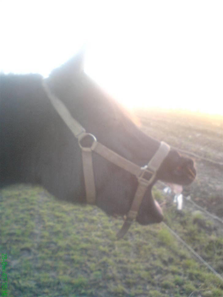 New Forest Lotte billede 16