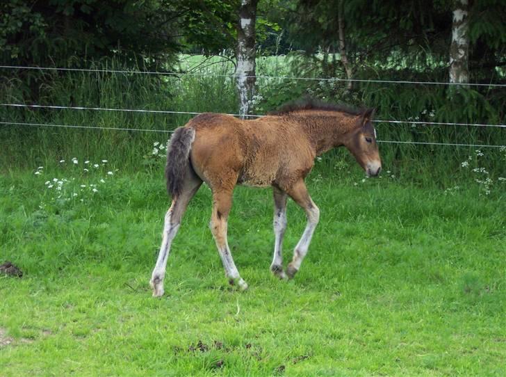 Connemara Højbjergs Honeymoon  billede 1