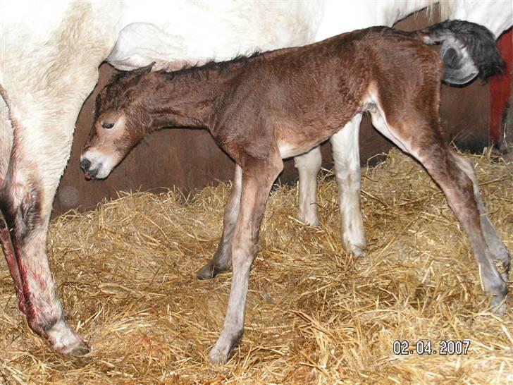 Connemara Højbjergs Honeymoon  - Nyfødt billede 2