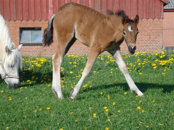 Connemara Højbjergs Honeymoon  billede 3