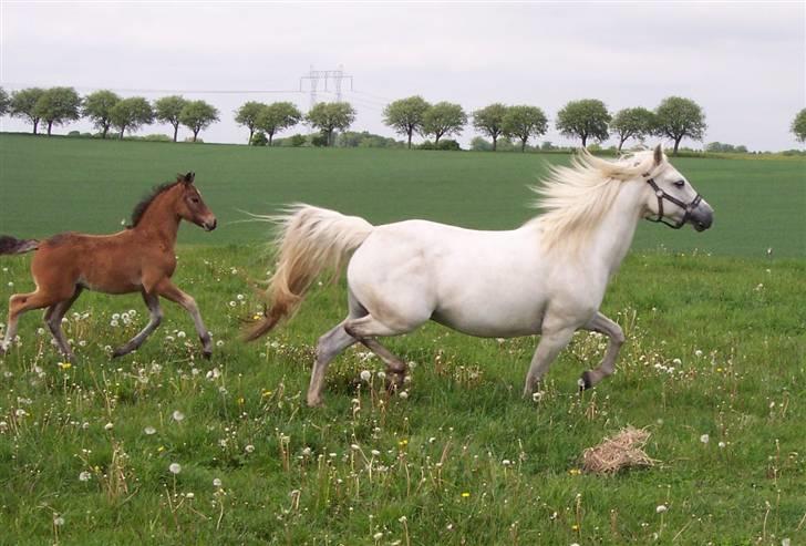 Connemara Højbjergs Honeymoon  billede 4