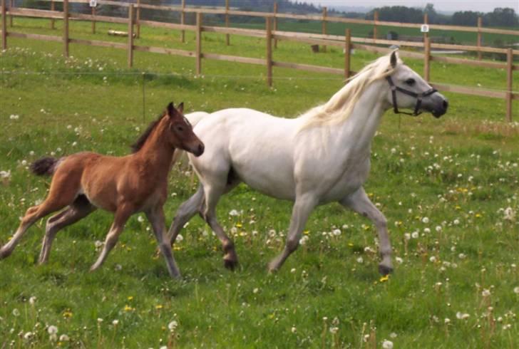 Connemara Højbjergs Honeymoon  billede 5