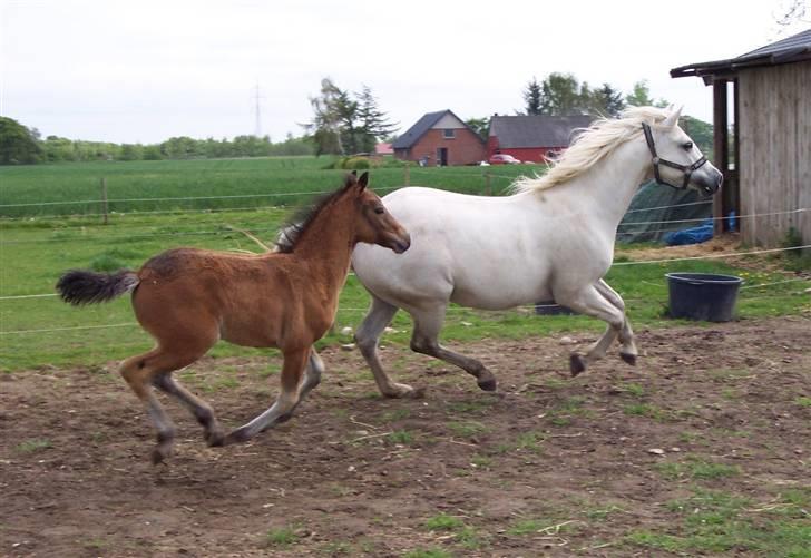 Connemara Højbjergs Honeymoon  billede 6