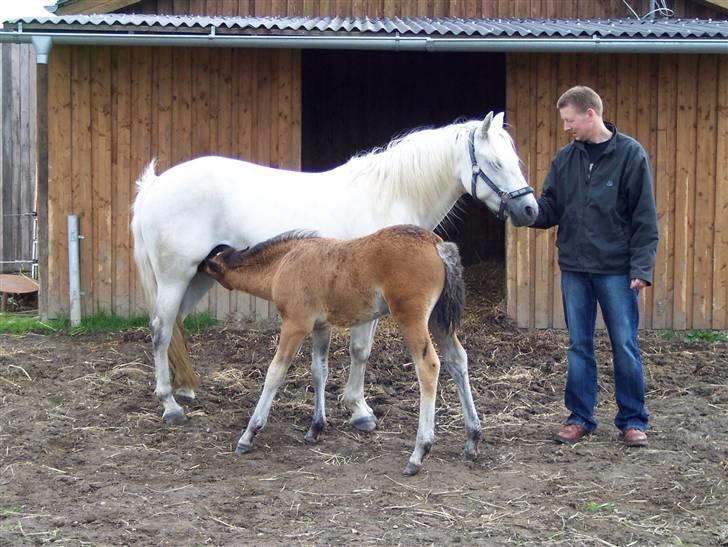 Connemara Højbjergs Honeymoon  billede 7