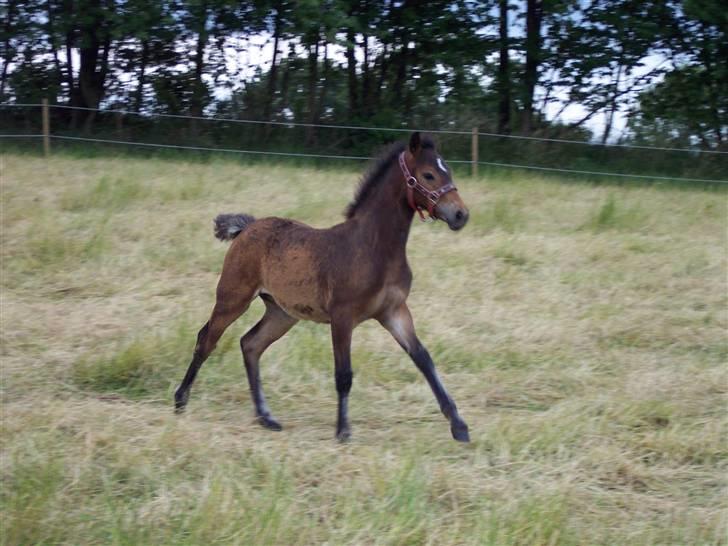 Connemara Højbjergs Honeymoon  billede 8