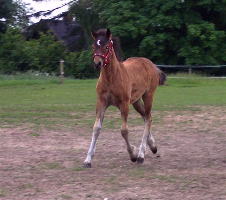 Connemara Højbjergs Honeymoon  billede 9