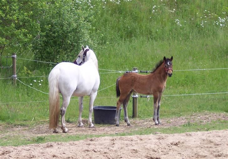 Connemara Højbjergs Honeymoon  billede 10