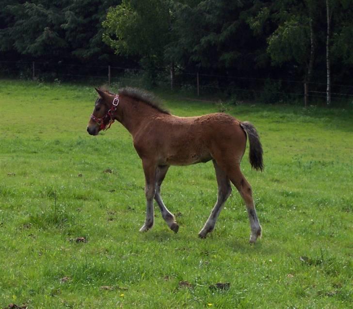 Connemara Højbjergs Honeymoon  billede 11