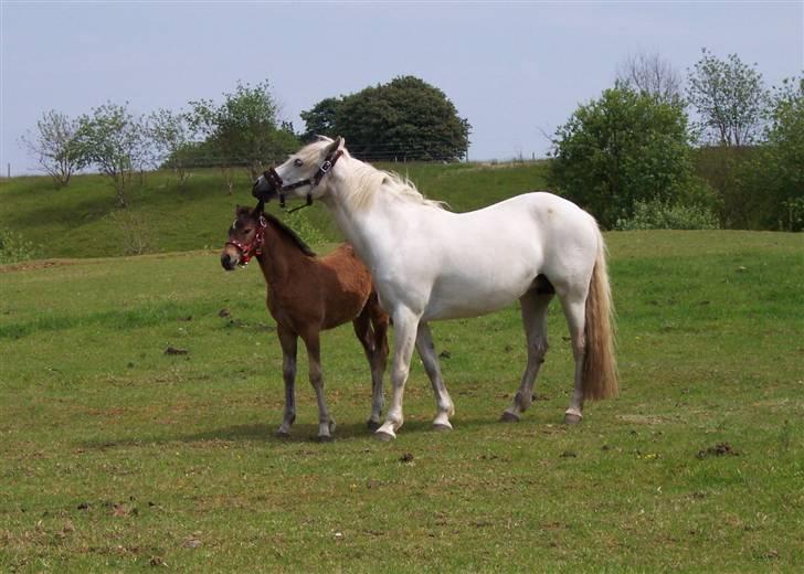 Connemara Højbjergs Honeymoon  billede 12