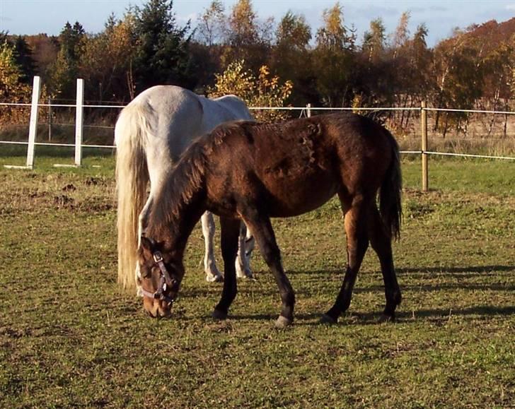 Connemara Højbjergs Honeymoon  billede 13
