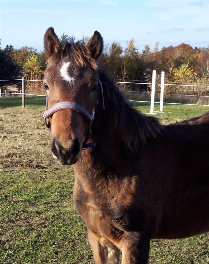 Connemara Højbjergs Honeymoon  billede 14