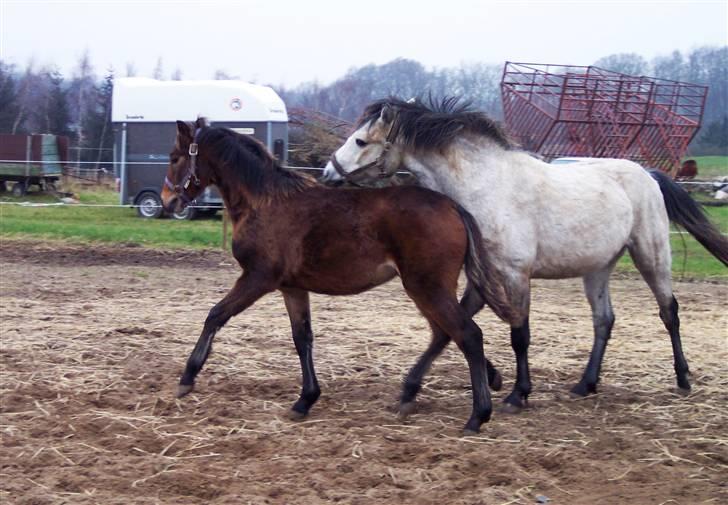 Connemara Højbjergs Honeymoon  billede 15