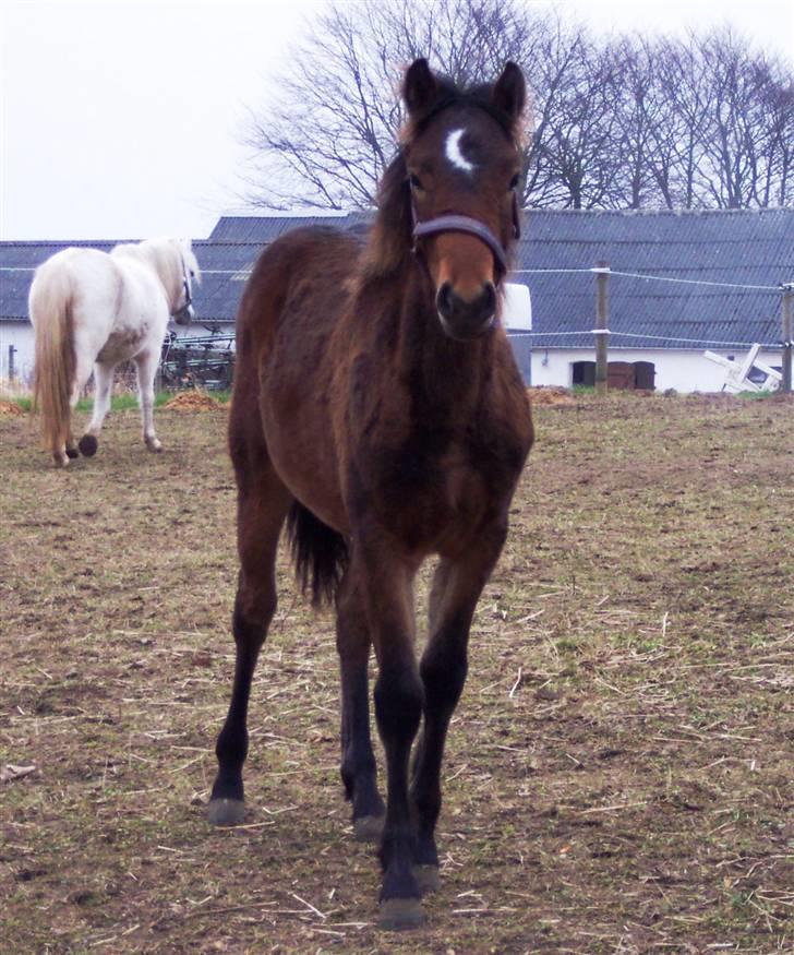 Connemara Højbjergs Honeymoon  billede 16