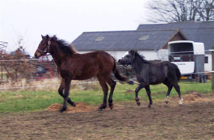 Connemara Højbjergs Honeymoon  billede 17