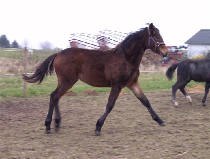 Connemara Højbjergs Honeymoon  billede 18