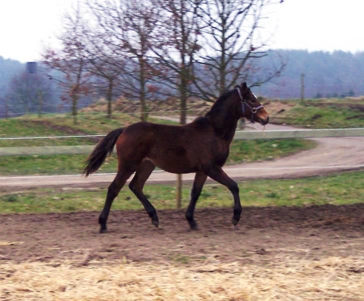 Connemara Højbjergs Honeymoon  billede 19