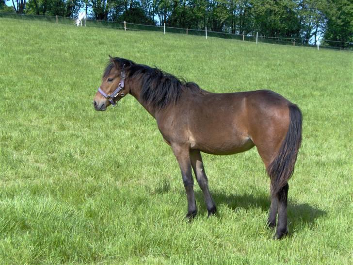 Connemara Højbjergs Honeymoon  - Nu på sommergræs - Maj 2008 billede 20