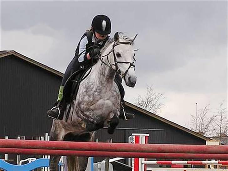 Hollandsk Sportspony Rainy Lake - Rainy med forrige ejer (: billede 3