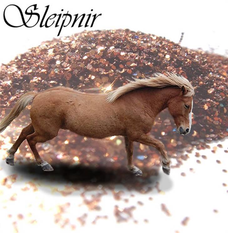 Islænder Sleipnir - velkommen til Sleipnirs profil  :) billede 1