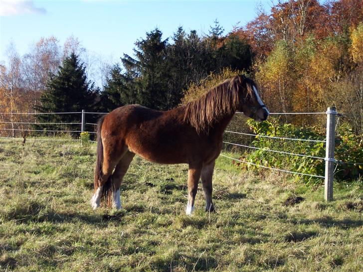 Welsh Mountain (sec A) Maylie Pink Fantazy - NYT 30 okt 2007 billede 12