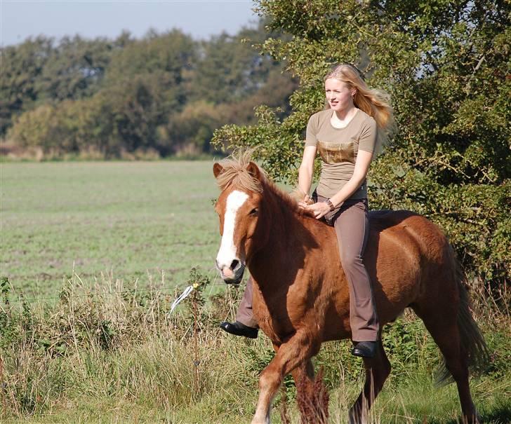 Islænder Sleipnir - uden udstyr :p billede 2