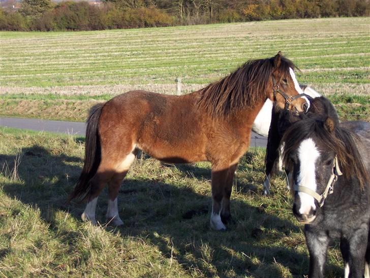 Welsh Mountain (sec A) Maylie Pink Fantazy - NYT 30 okt 2007 billede 13