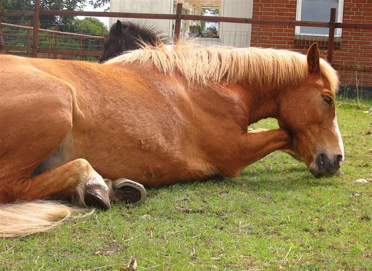 Islænder Sleipnir - Sleipnir putter ;) billede 4