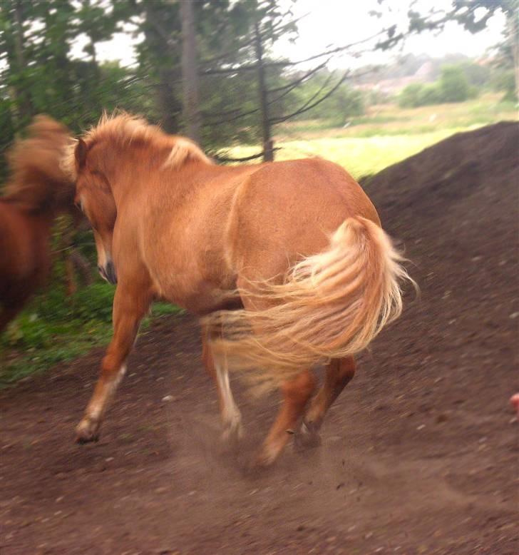 Islænder Sleipnir - (: billede 5