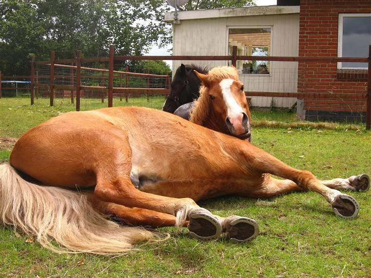 Islænder Sleipnir - Åårh, SKAL det være lige nu?! ;s billede 6