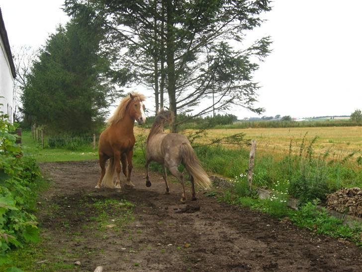 Islænder Sleipnir - Sleipnir og Sandi leger billede 7