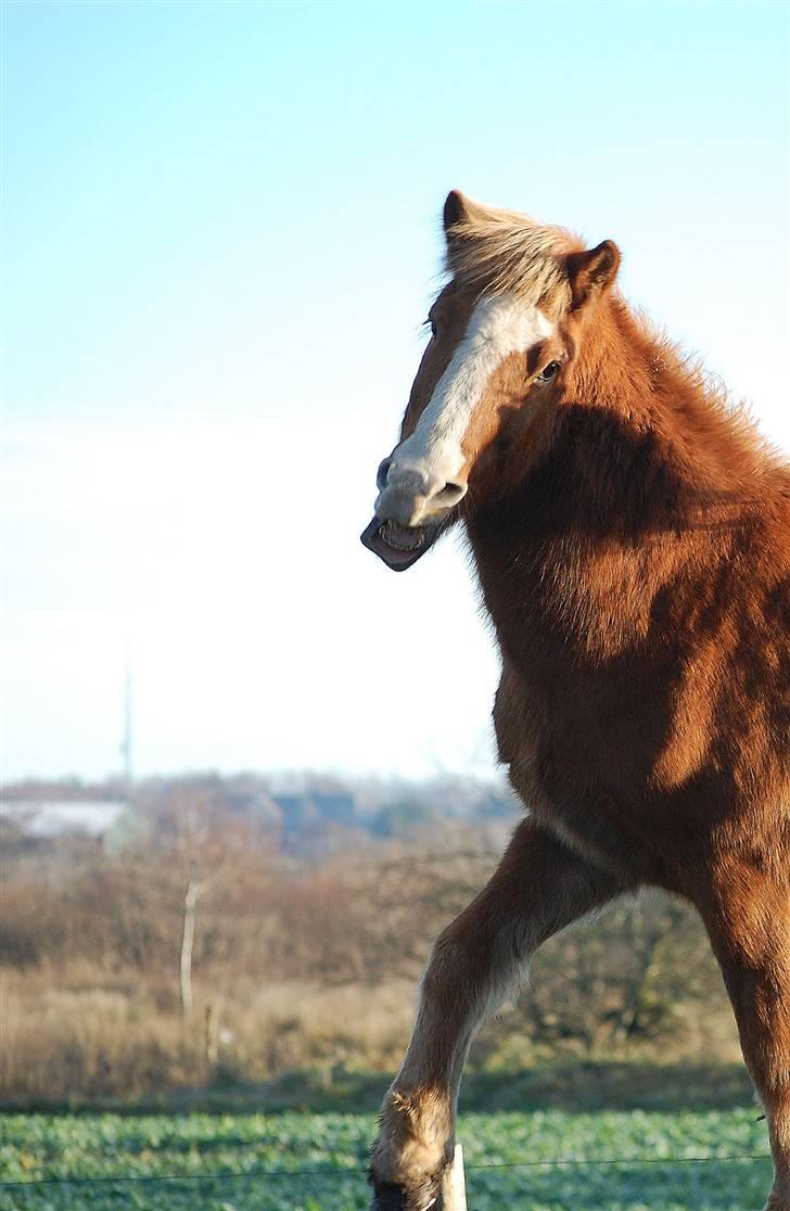 Islænder Sleipnir - Hvad laver krikken?????!!  XD <3 billede 8