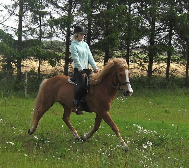 Islænder Sleipnir - Trav :) billede 9