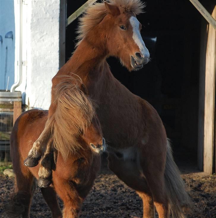 Islænder Sleipnir - Sleipnir og Hugo leger. Hmm, pas nu på ? (; billede 10