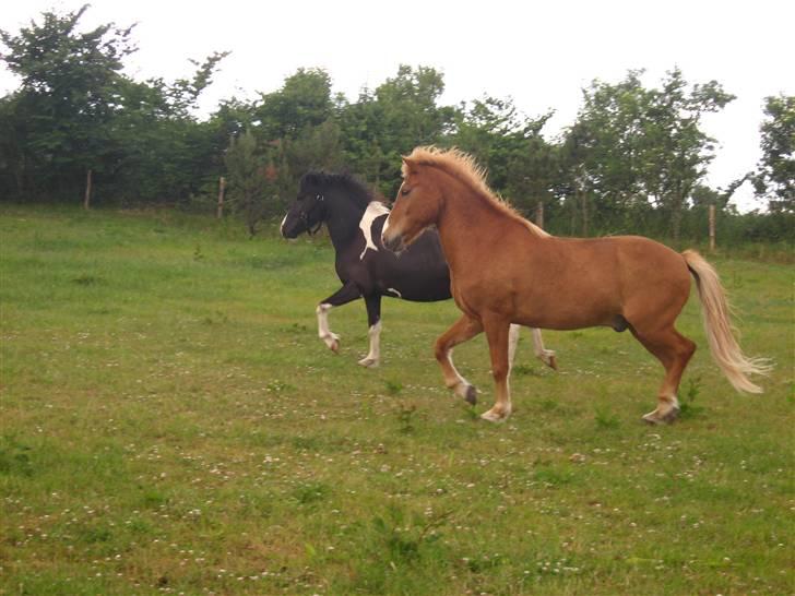 Islænder Sleipnir - Sleipnir i fin trav (: billede 11