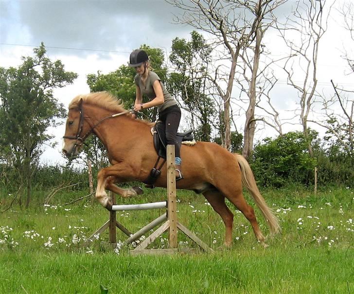 Islænder Sleipnir - Et mini spring (: billede 12