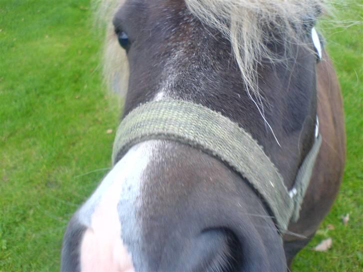 Shetlænder Dismo *R.I.P* - Dismo:-) .. foto: mathilde Simonsen billede 7