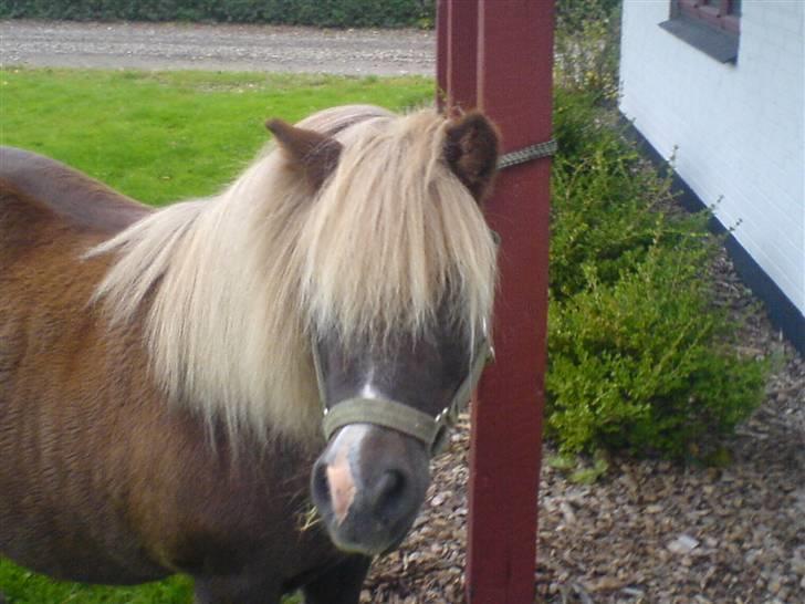 Shetlænder Dismo *R.I.P* - Dismo:-) .. foto: mathilde Simonsen billede 8