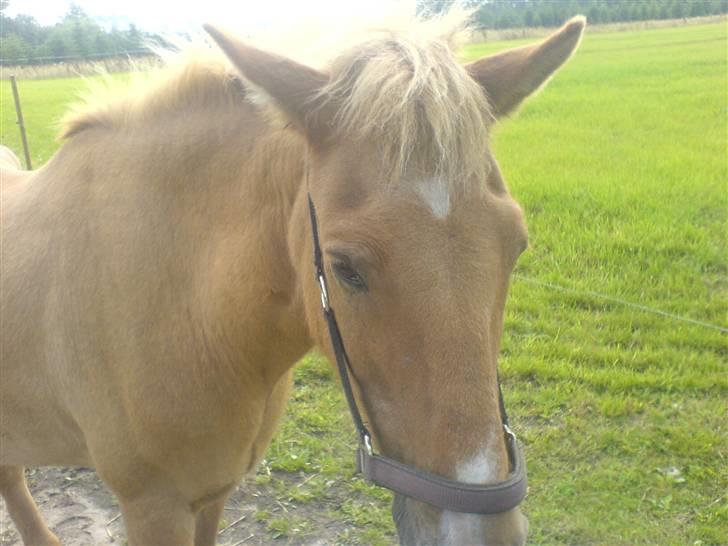 Islænder Thor/ÞÓR frá Þorlákshöfn, - R.I.P - Thor:-) .. foto: mathilde Simonsen billede 15