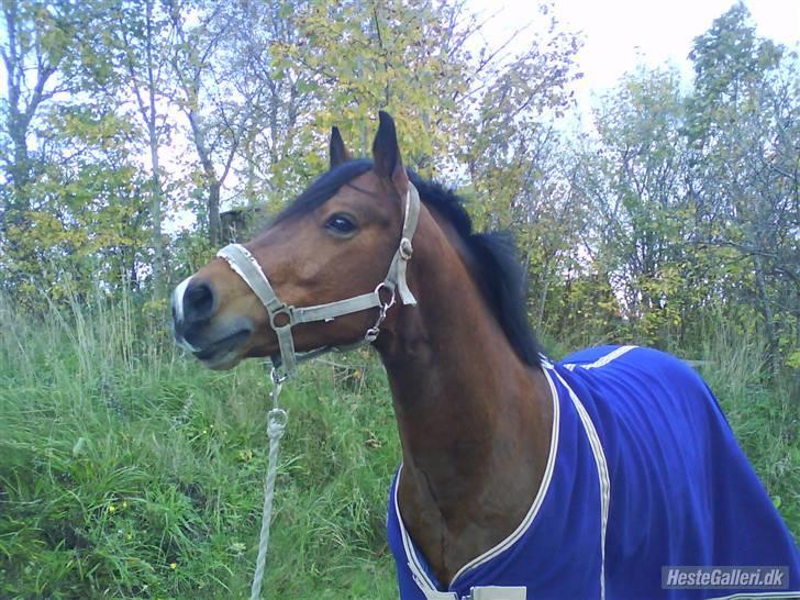 Connemara Enghøjs Sandy Touch-SAVNET - Who’s hot, who’s not
 billede 7