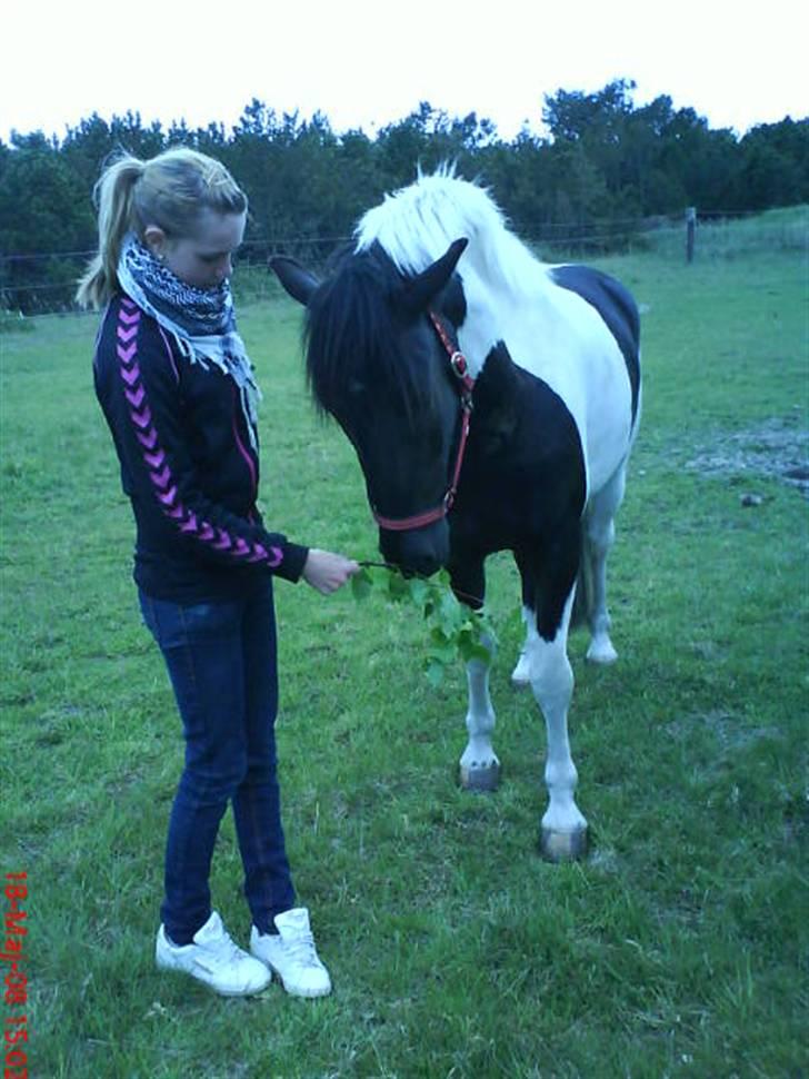 Hollandsk Sportspony Painted With Black SOLGT - Her er så det sidste billede jeg fik taget af min elskede pony inden han kom væk:D<33 Kommer sku til at savne dig ;´( [Mobil billede:D] Foto: Caroline Jensen <33 billede 2