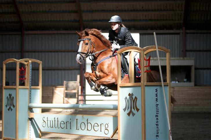 Hollandsk Sportspony MANPOWER LUDINGA - NFRK C-stævne 2009 1. plads i LC; første stævne efter han har stået stille. BILLEDET ER KØBT.  billede 6