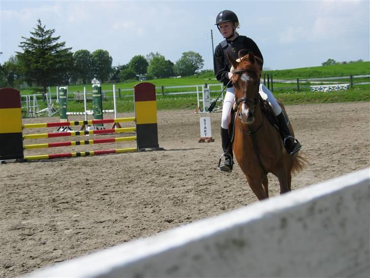 Anden særlig race Hannibal **Solgt** /: - Stævne på HSK LB billede 13