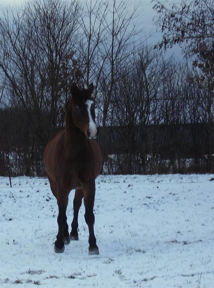 Holstener Dyval [12/3-03 -- 5/7-11] - Dyval i sne´en . . . 06-01-09  billede 16