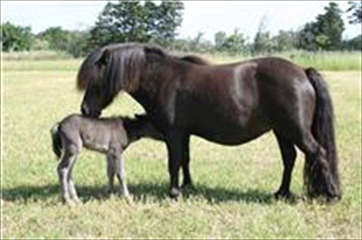 Shetlænder Gabbi *solgt* :'( - følle og gabbi igen <3 billede 12