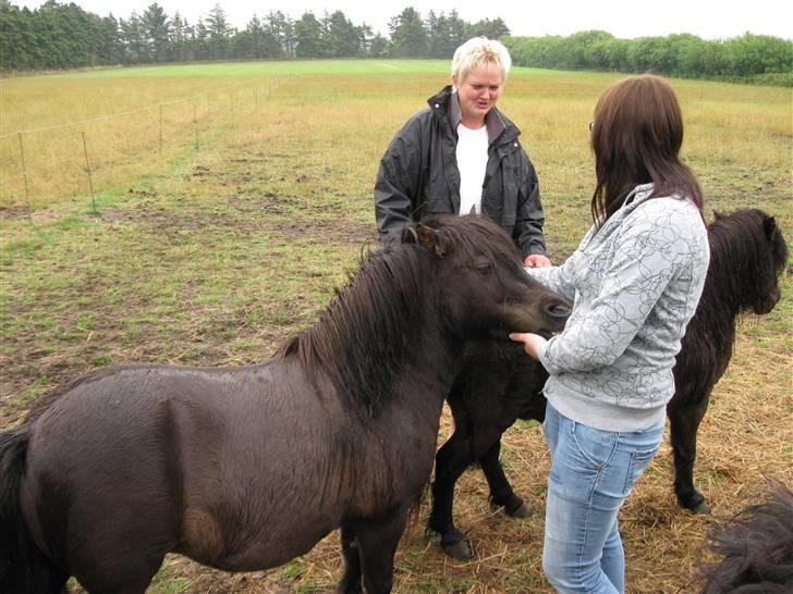 Shetlænder Gabbi *solgt* :'( - Da jeg var nede og besøge hende :D billede 13