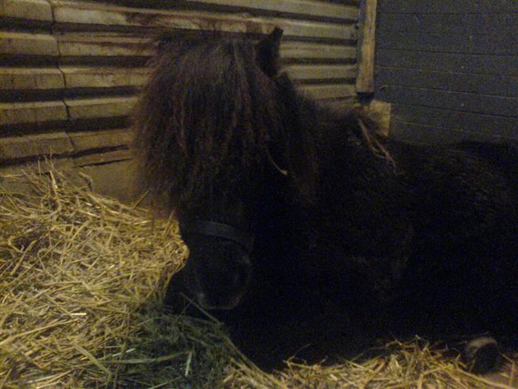 Shetlænder Gabbi *solgt* :'( - inde i boksen billede 14