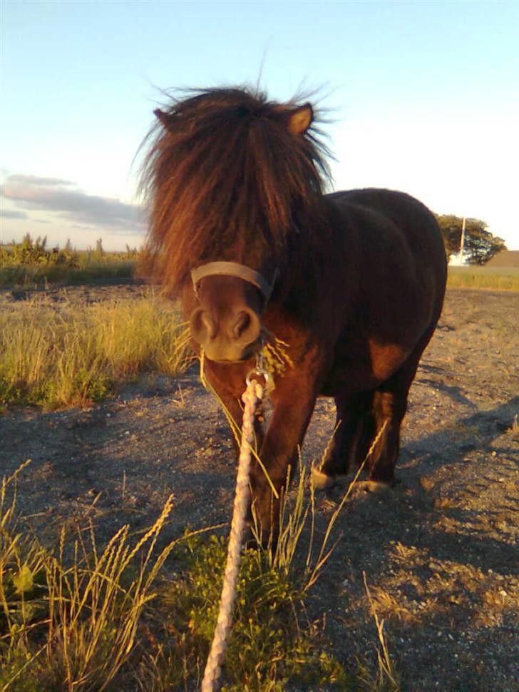 Shetlænder Gabbi *solgt* :'( billede 15