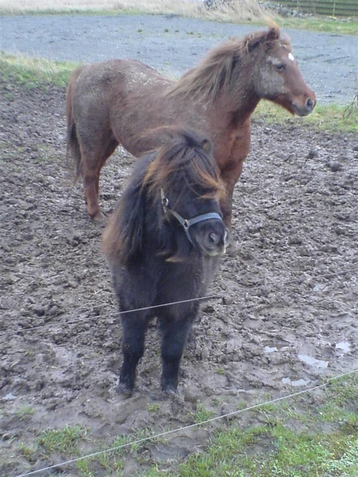 Shetlænder Gabbi *solgt* :'( - hende og cheri billede 16
